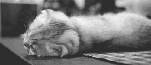 Super Duper Cute Cat